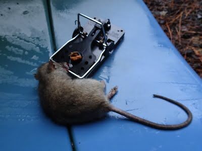 rodent trapping